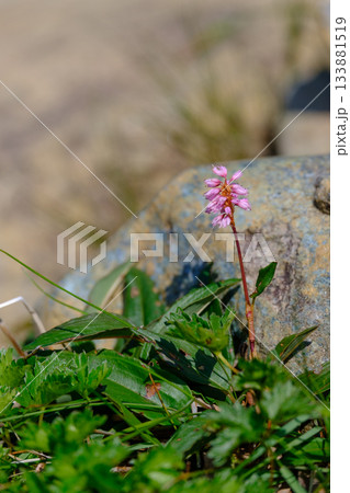 早池峰山 ナンブトラノオ 早池峰山 ナンブトラノオ 133881519