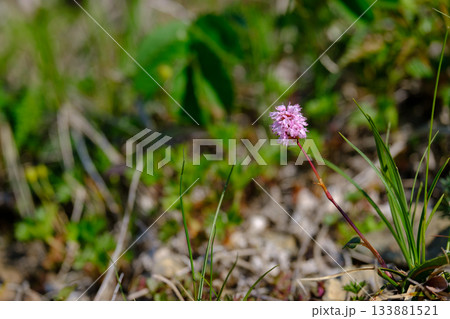 早池峰山 ナンブトラノオ 早池峰山 ナンブトラノオ 133881521