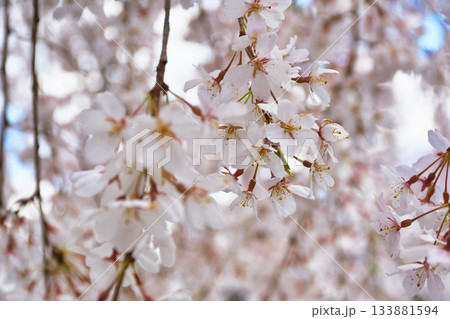 京都 本満寺の枝垂れ桜(京都府京都市上京区) 京都 本満寺の枝垂れ桜(京都府京都市上京区) 133881594