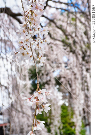 京都　本満寺の枝垂れ桜（京都府京都市上京区） 133881667