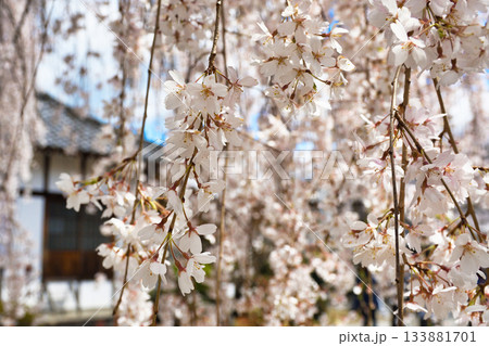 京都 本満寺の枝垂れ桜(京都府京都市上京区) 京都 本満寺の枝垂れ桜(京都府京都市上京区) 133881701