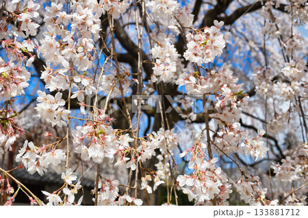 京都 本満寺の枝垂れ桜(京都府京都市上京区) 京都 本満寺の枝垂れ桜(京都府京都市上京区) 133881712
