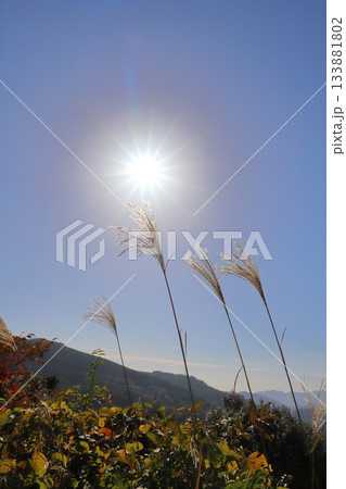 すすき　青空　太陽　山地 133881802
