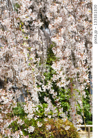 京都 本満寺の枝垂れ桜(京都府京都市上京区) 京都 本満寺の枝垂れ桜(京都府京都市上京区) 133881830