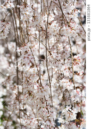 京都 本満寺の枝垂れ桜(京都府京都市上京区) 京都 本満寺の枝垂れ桜(京都府京都市上京区) 133881864