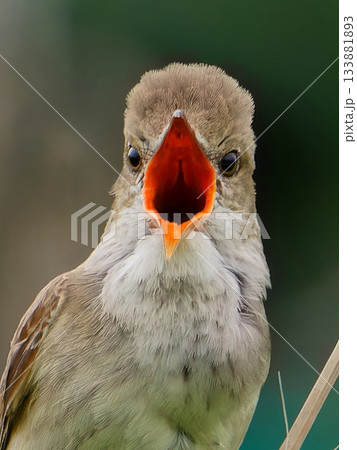 絶叫するオオヨシキリ 133881893