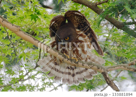 羽を広げているフクロウのアップ 羽を広げているフクロウのアップ 133881894