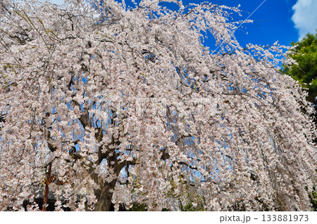 京都　本満寺の枝垂れ桜（京都府京都市上京区） 133881973