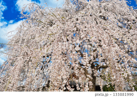 京都 本満寺の枝垂れ桜(京都府京都市上京区) 京都 本満寺の枝垂れ桜(京都府京都市上京区) 133881990