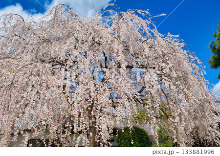 京都 本満寺の枝垂れ桜(京都府京都市上京区) 京都 本満寺の枝垂れ桜(京都府京都市上京区) 133881996