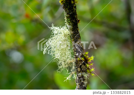 Green moss and blue lichen grow on the branch in rainforest. 133882015