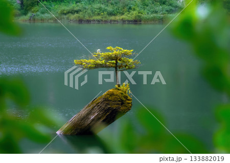 Fairy tree growing from the stump in the middle of the lake. Fairy tree growing from the stump in the middle of the lake. 133882019