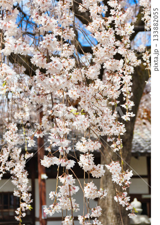京都 本満寺の枝垂れ桜(京都府京都市上京区) 京都 本満寺の枝垂れ桜(京都府京都市上京区) 133882055