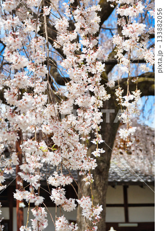 京都 本満寺の枝垂れ桜(京都府京都市上京区) 京都 本満寺の枝垂れ桜(京都府京都市上京区) 133882056