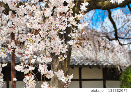 京都 本満寺の枝垂れ桜(京都府京都市上京区) 京都 本満寺の枝垂れ桜(京都府京都市上京区) 133882075