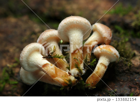 苔の生える枯れ木幹に小さなニガクリタケキノコ幼菌(自然下茸類マクロ撮影) 苔の生える枯れ木幹に小さなニガクリタケキノコ幼菌(自然下茸類マクロ撮影) 133882154