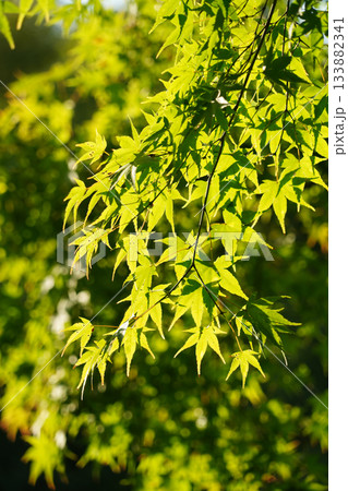 色づきの気配を見せる楓の木 133882341