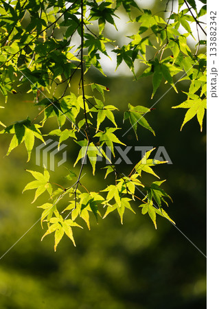 色づきの気配を見せる楓の木 色づきの気配を見せる楓の木 133882342