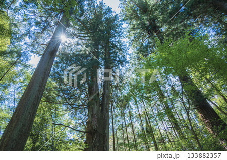 茨城　花園神社の大スギ 133882357
