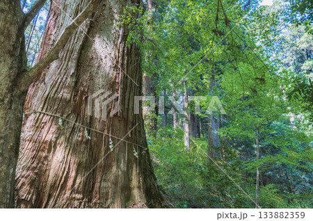 茨城 花園神社の大スギ 茨城 花園神社の大スギ 133882359