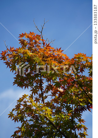京都大原の里界隈の紅葉した楓の木 133883187