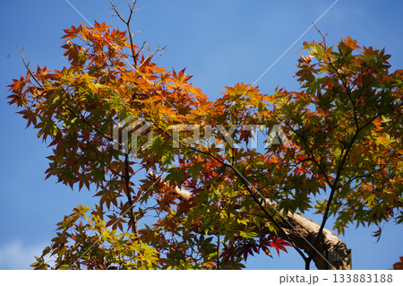 京都大原の里界隈の紅葉した楓の木 京都大原の里界隈の紅葉した楓の木 133883188