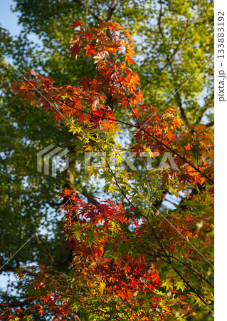 京都大原の里界隈の紅葉した楓の木 京都大原の里界隈の紅葉した楓の木 133883192