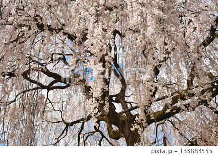 京都　本満寺の枝垂れ桜（京都府京都市上京区） 133883555