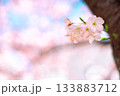 ピンクの桜 133883712