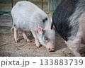 観光牧場にいたブタさんたち 133883739