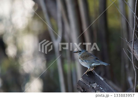 シロハラ 133883957