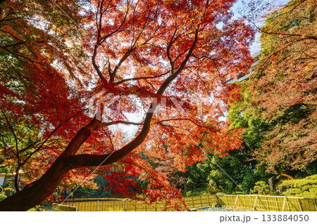 東京都 小石川後楽園 渡月橋付近 紅葉の風景 国の特別史跡 東京都 小石川後楽園 渡月橋付近 紅葉の風景 国の特別史跡 133884050