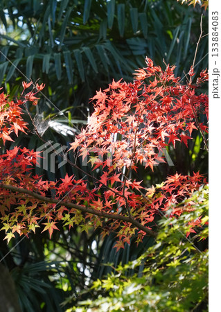 赤く紅葉した楓の木 赤く紅葉した楓の木 133884083