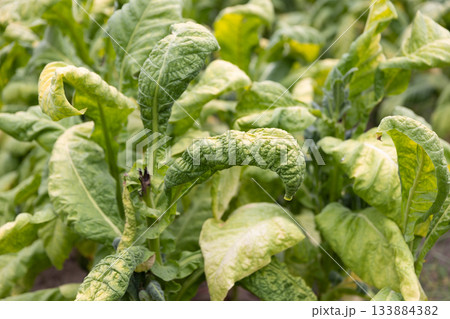 Tobacco leaf curl disease or (TLCV) is induced by a virus which is transmitted by the white fly 133884382