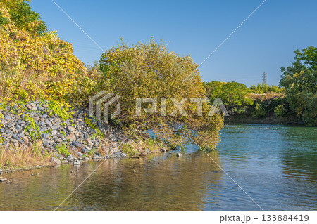 宇治川風景　京都市伏見区 133884419