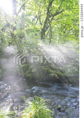 新緑の森に光芒が差し込む風景 奥大山 新緑の森に光芒が差し込む風景 奥大山 133884444