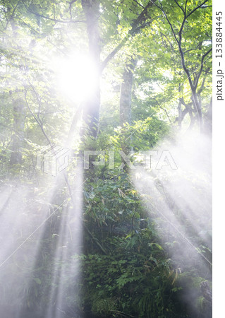 新緑の森に光芒が差し込む風景 奥大山 新緑の森に光芒が差し込む風景 奥大山 133884445