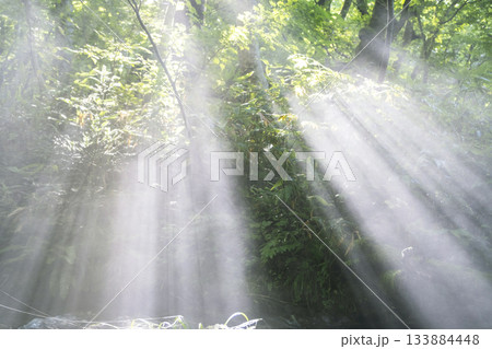 新緑の森に光芒が差し込む風景 奥大山 新緑の森に光芒が差し込む風景 奥大山 133884448