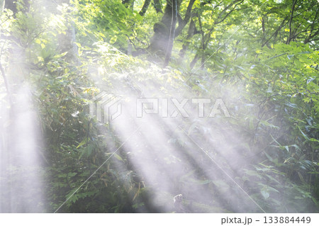 新緑の森に光芒が差し込む風景　奥大山 133884449