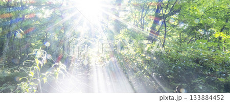 新緑の森に光芒が差し込む風景 奥大山 新緑の森に光芒が差し込む風景 奥大山 133884452