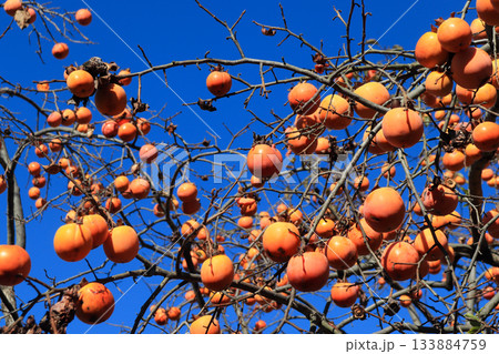 青い空とオレンジ色の柿 133884759