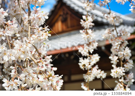 京都 本満寺の枝垂れ桜(京都府京都市上京区) 京都 本満寺の枝垂れ桜(京都府京都市上京区) 133884894