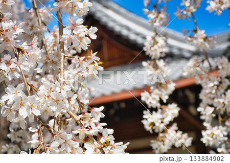 京都 本満寺の枝垂れ桜(京都府京都市上京区) 京都 本満寺の枝垂れ桜(京都府京都市上京区) 133884902