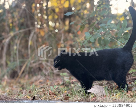 現れた黒猫 現れた黒猫 133884903