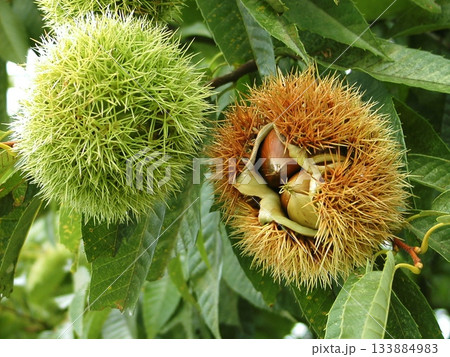 栗の実 栗の実 133884983