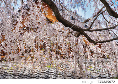 京都 本満寺の枝垂れ桜(京都府京都市上京区) 京都 本満寺の枝垂れ桜(京都府京都市上京区) 133885072