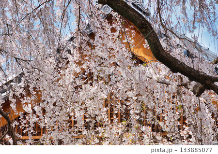 京都 本満寺の枝垂れ桜(京都府京都市上京区) 京都 本満寺の枝垂れ桜(京都府京都市上京区) 133885077