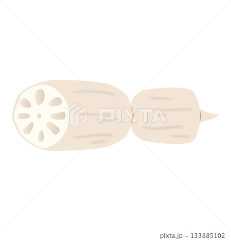 蓮根のイラスト　炭水化物の多い野菜 133885102