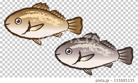 イシモチ 133885135