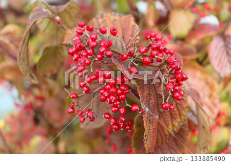 様々な植物のクローズアップ 133885490